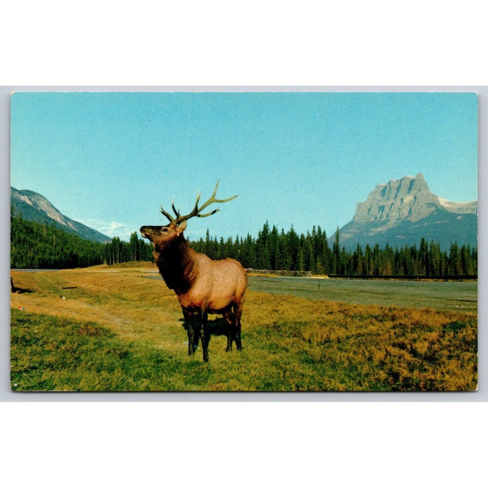 Vtg Postcard Bull Elk Wapiti castle Mountain Banff National Park Canada SS-1801